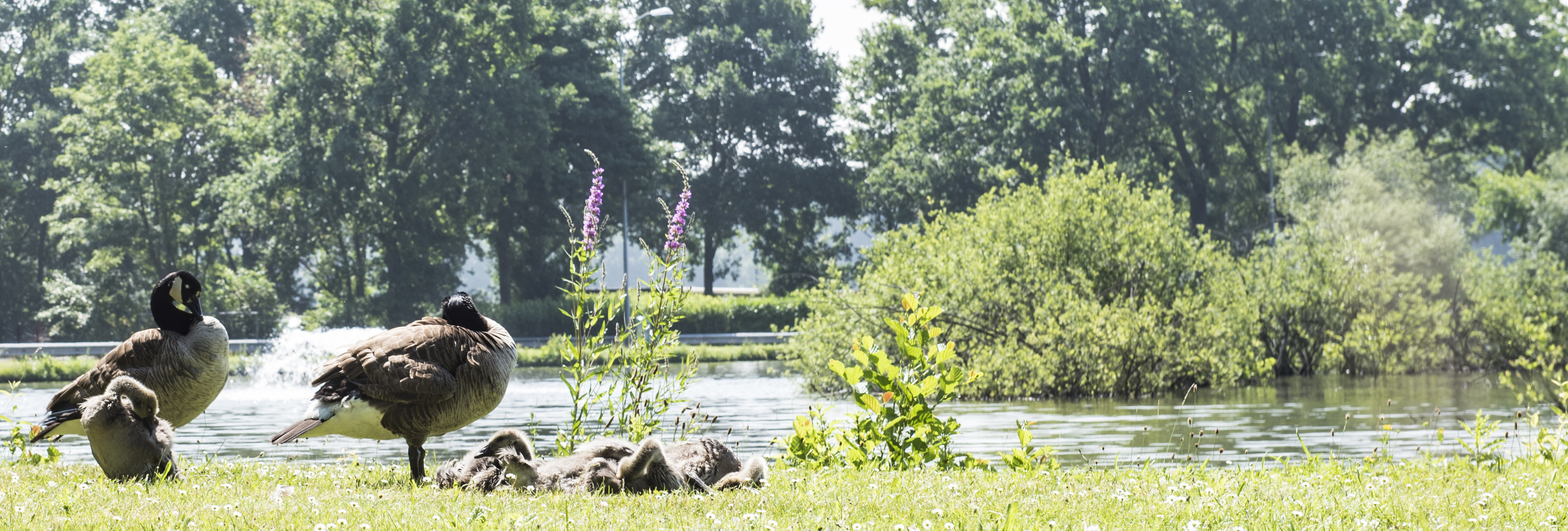 DAF-Environment-Water-Geese